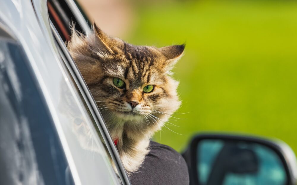 How to Travel With A Cat In The Car — Catexplorer