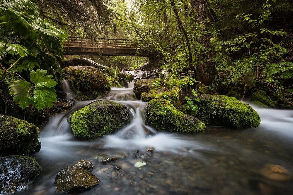 Alaska’s rainforest stream