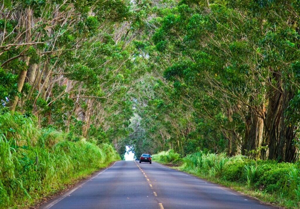 Tree tunnel linking the east side of Kauai to Koloa and Poipu - Hawaii Tourism Authority (HTA) / Tor Johnson